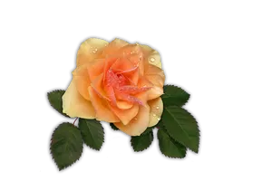 Peach Rose Dewdrops.png