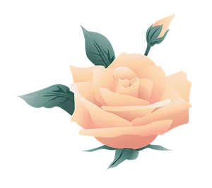 Peach Rose Illustration
