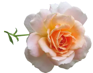 Peach Rose Isolated Background