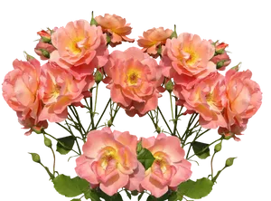 Peach Roses Black Background PNG