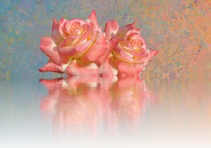 Peach Roses Reflection PNG image
