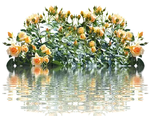 Peach Roses Reflection Water PNG
