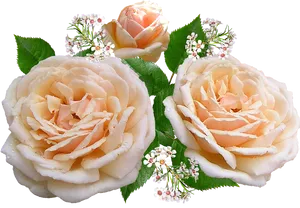 Peach Roses Transparent Background