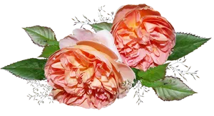 Peach Roses Transparent Background