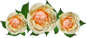 Peach Roses Transparent Background
