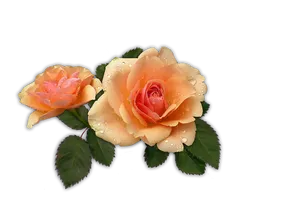 Peach Roseswith Dew Drops