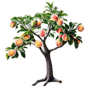 Peach Tree Png 06282024 PNG image