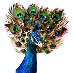 Peacock Bird Feathers Png 85 PNG image