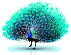 Peacock Displaying Plumage PNG image