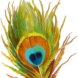 Peacock Feather Close Up PNG image