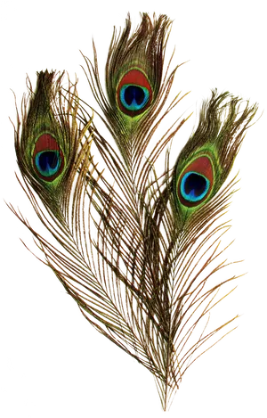 Peacock Feathers Black Background PNG image