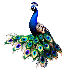 Peacock Tail PNG 97 PNG