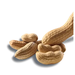 Peanut Harvest Scene PNG 79