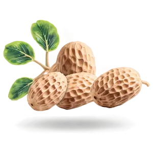 Peanut Plant Illustration PNG Qrg15 PNG