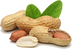 Peanuts_with_ Leaves PNG image