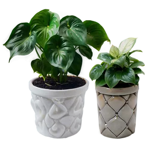 Pearl And Jade Pothos Differences Png 06272024 PNG image