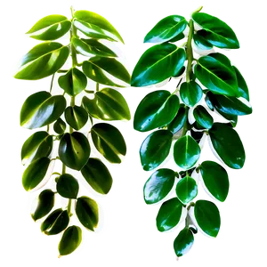 Pearl And Jade Pothos Differences Png Hdh25 PNG image