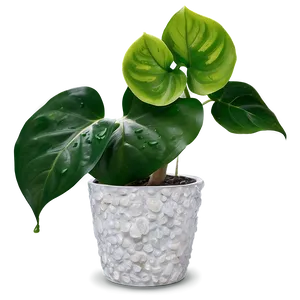 Pearl And Jade Pothos Differences Png Yen1 PNG image