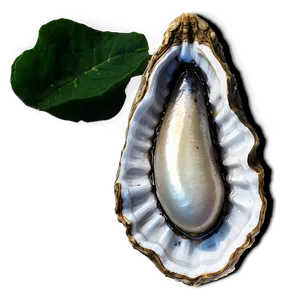 Pearl In Oyster Png 05242024 PNG image