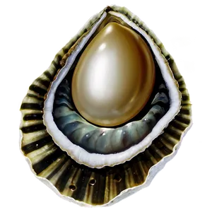 Pearl In Oyster Png Vvm60 PNG image