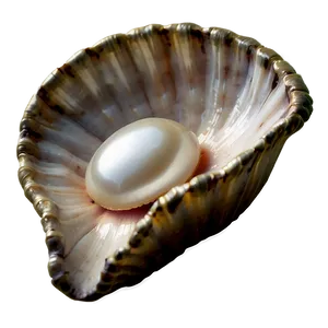 Pearl Inside Shell Png Ann73 PNG image