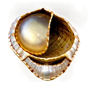 Pearl Inside Shell Png Nyc PNG image