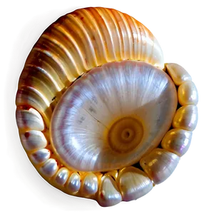 Pearl Inside Shell Png Xww PNG image