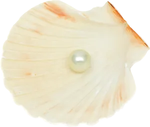 Pearlon Scallop Shell