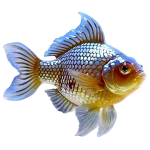Pearlscale Goldfish PNG 05212024
