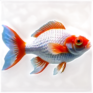 Pearlscale Goldfish PNG 23