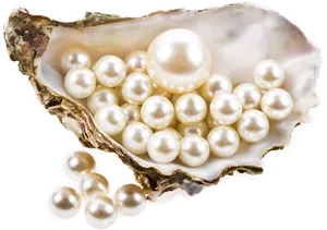 Pearlsin Oyster Shell PNG image
