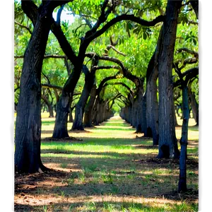 Pecan Orchards In Mississippi Png 06252024 PNG image