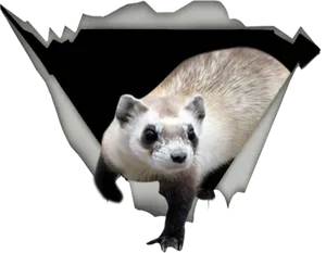 Peeking Ferret Torn Edge PNG image