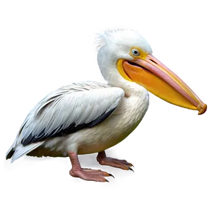Pelican B PNG