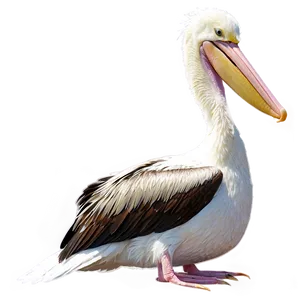 Pelican Bird Water PNG Jsg