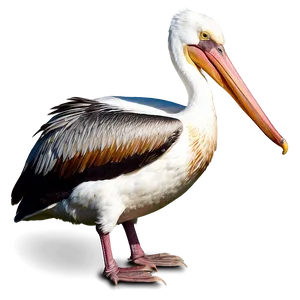 Pelican Bird Water PNG Unf