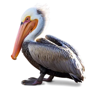 Pelican D PNG