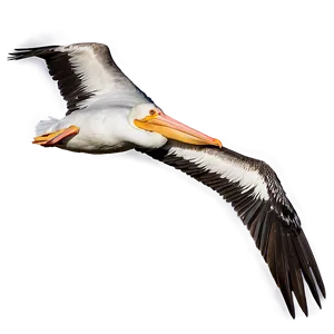 Pelican Flight At Dusk Png 11 PNG image