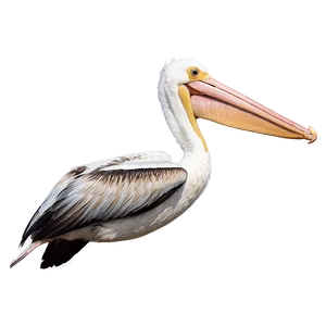 Pelican Flight At Dusk PNG 7 PNG