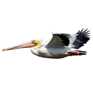 Pelican Flight At Dusk Png Gmq PNG image