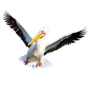 Pelican In Action Scene Png 06242024 PNG image