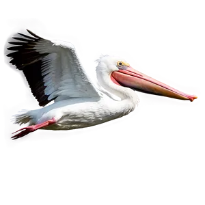 Pelican In Action Scene PNG 45 PNG