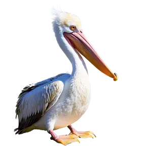 Pelican In Bright Daylight PNG 06242024