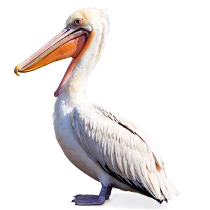 Pelican In Bright Daylight PNG 06242024 PNG