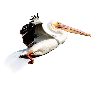 Pelican In Flight PNG 06242024 PNG