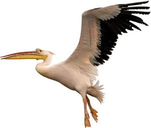 Pelican In Flight.png