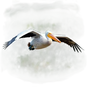 Pelican In Mid-flight PNG Qjn PNG