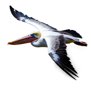 Pelican In Mid-flight Png Ufd79 PNG image