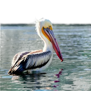 Pelican In Shallow Water PNG 68 PNG