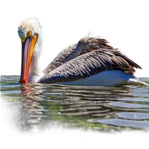 Pelican In Shallow Water PNG Oce PNG